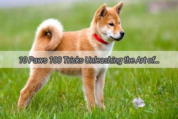 10 Paws 100 Tricks Unleashing the Art of Dog Drawing with Numbers